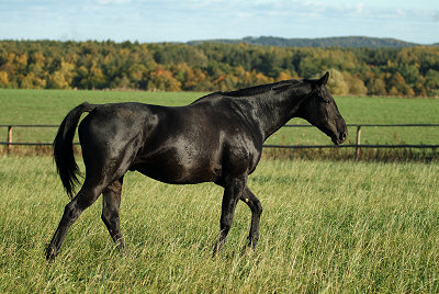 Trakehner, images de chevaux