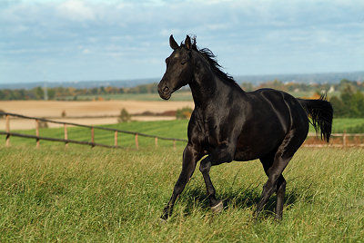 Foto del cavallo