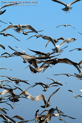 photo of sea-gulls