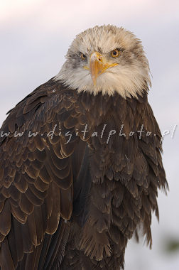 Eagles images