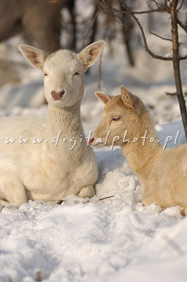 Images d'hiver - animaux