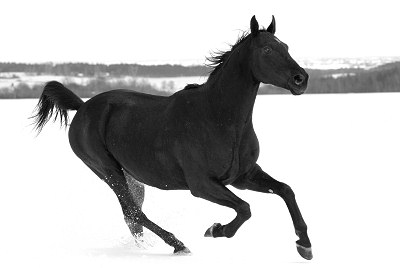 Images de chevaux - photographie noire et blanche