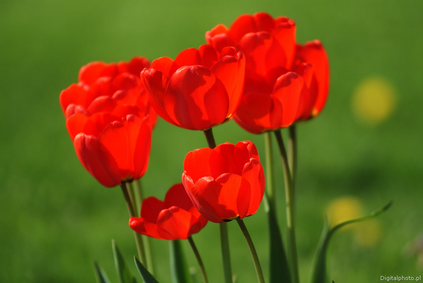Bilder av tulipaner, blomster