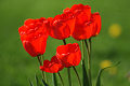 Cuadros de los tulipanes, flores