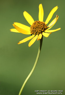 immagine del fiore
