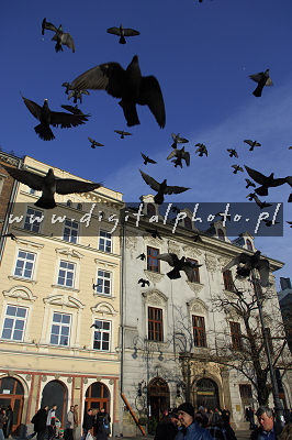 Les pigeons au-dessus de la place principale du march à Cracovie