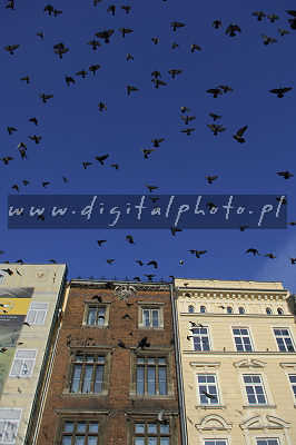 I piccioni sopra il quadrato principale del mercato a Cracovia