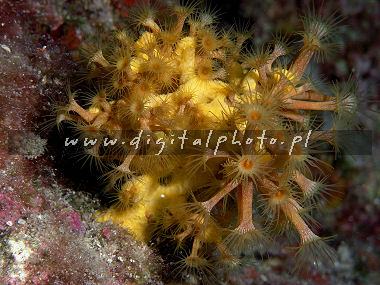 Immagini subacquee, anemone