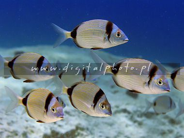 Fishes Amarel Diplodus vulgaris