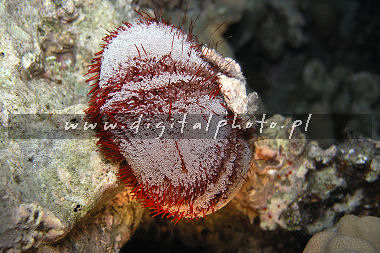 Jeowiec (Asthenosoma varium) Morze Czerwone Egipt
