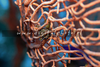 L'Egypte, mer rouge : Gorgonia (espèces de Paramuricea)