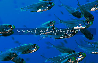 Glassfish - spazzatrice del nano del mare rosso (guentheri di Parapriacanthus)