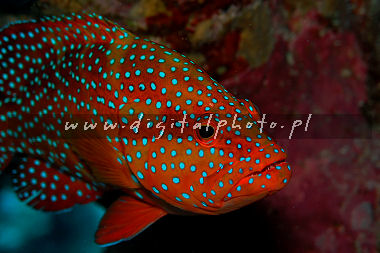 Koral grouper Cephalopholis miniata