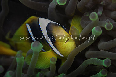 Anemonefish fr rtt hav (den Amphiprion bicinctusen).