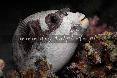 Immagini dei pesci: Pufferfish mascherato (diadematus di Arothron)