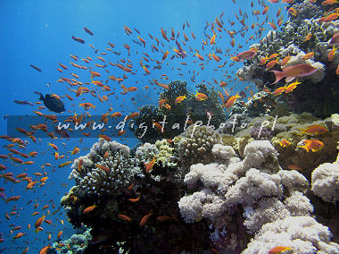 Coral Cay, Red Sea, Egypt