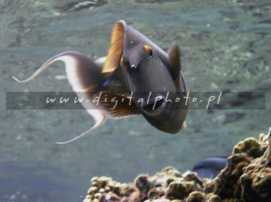 Mar vermelho, Egipto, fotos subaquticas. Unicornfish de Bluespine (unicornis de Naso)