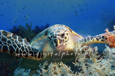 Underwater photography. Photo of turtle