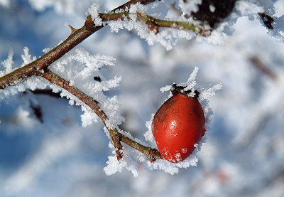 Vinter naturen bilder