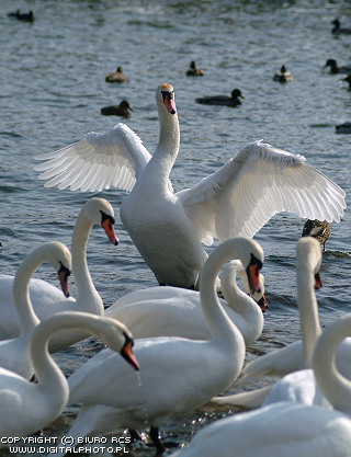Fåglar bilder. Swans