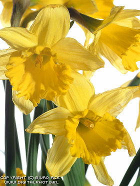 Daffodils pictures