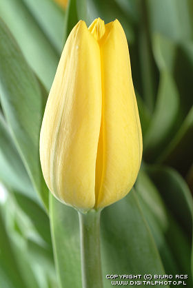 Immagini dei fiori. Tulipa giallo