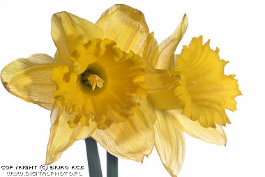 Daffodils images
