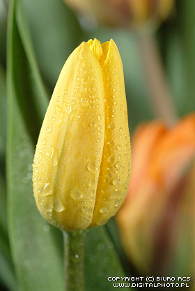 Immagine del Tulip. Tulip