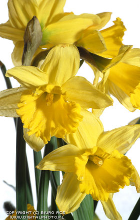 Photo of the daffodils. Flowers images