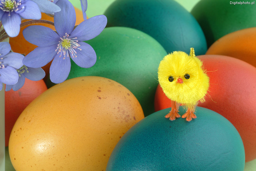 Pulcino di Pasqua, uova di Pasqua, Foto di Pasqua