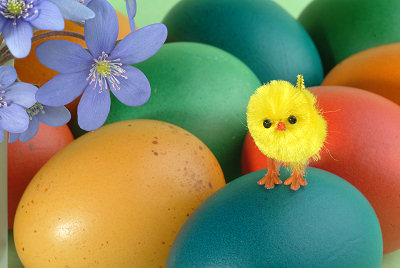 Pulcino di Pasqua, uova di Pasqua, Foto di Pasqua