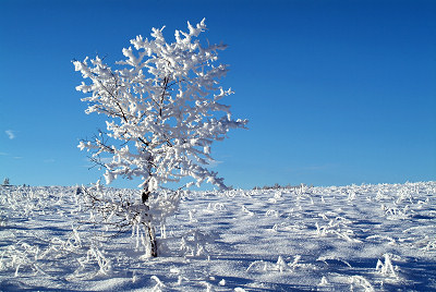 Zimowe widoki, zamarznite drzewo