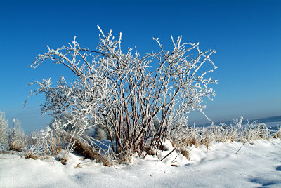 Krzew dzikiej ry zim