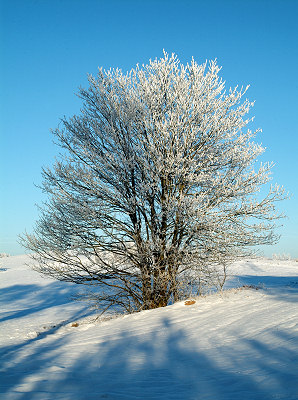 Image de l'arbre. Hiver