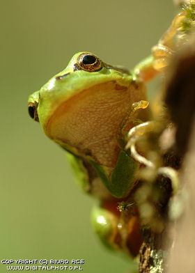 Grøn frog Billeder i natur frogs