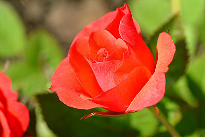 Rouge rose, images des fleurs