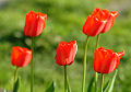 Tulipanes rojos. Cuadros de las flores