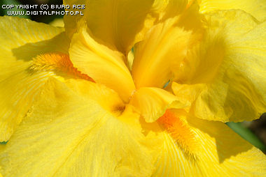 Fiore giallo: iride. Macrofotografia