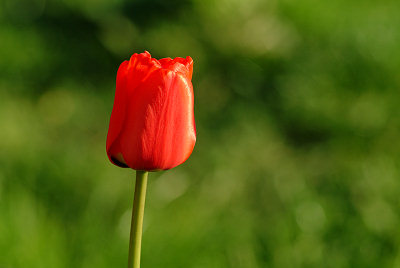 Flores. Imagen del tulipn