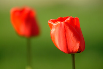 Spring images, flowers, red tulips