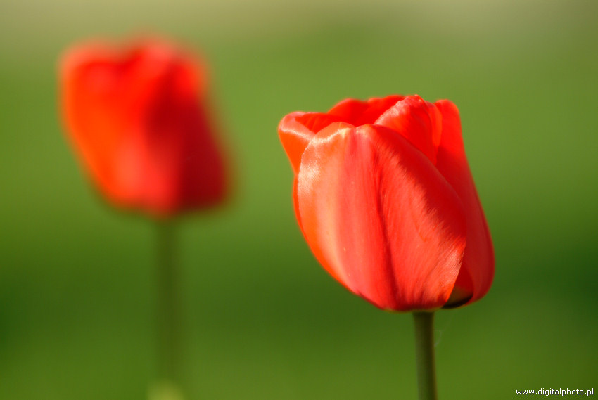 Forår billeder, blomster, rød tulipan