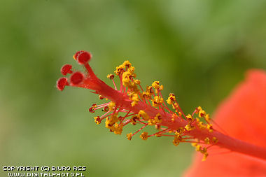 Eksotisk Blomster, makrofotografi