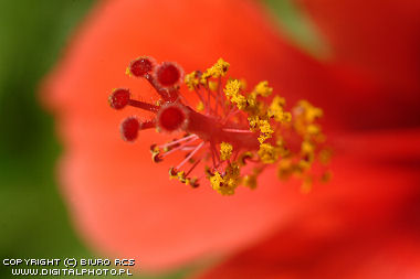Imagens Exotic da flor