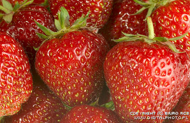 Strawberries, photos of strawberries