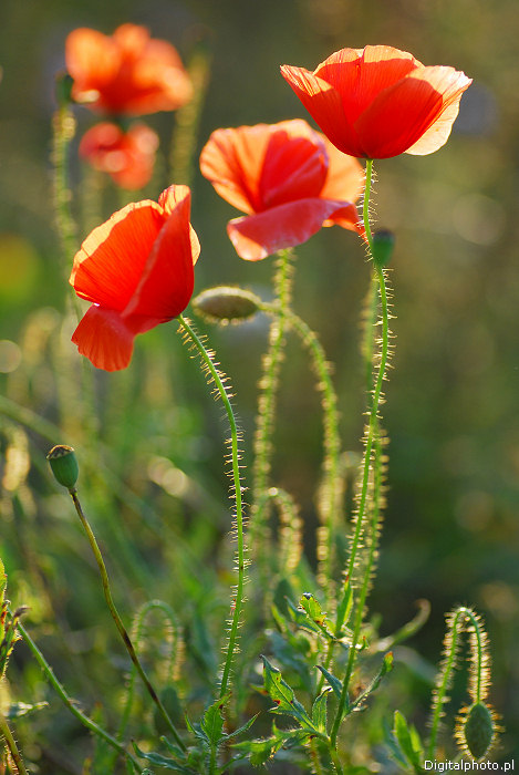 Kwiaty polne: zdjcie czerwonych makw