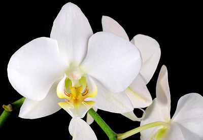 Orqudea, Orchidaceae