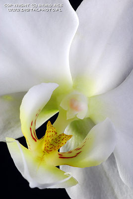 Photos des orchides