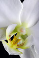 Photos des orchidées