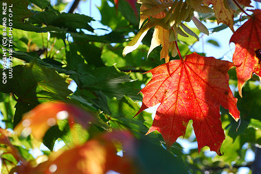 Automne, feuilles colores