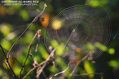 Le Web de l'araigne